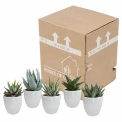 Gasteria, Haworthia Et Leurs Caches-pots Blancs, Box De 5 Plantes - H8cm, ø6cm - Plantes D'intérieur 9 Gasteria, Haworthia Et Leurs Caches-pots Blancs, Box De 5 Plantes - H8cm, ø6cm - Plantes D'intérieur -Terre et Verdure b21e979194cb601b