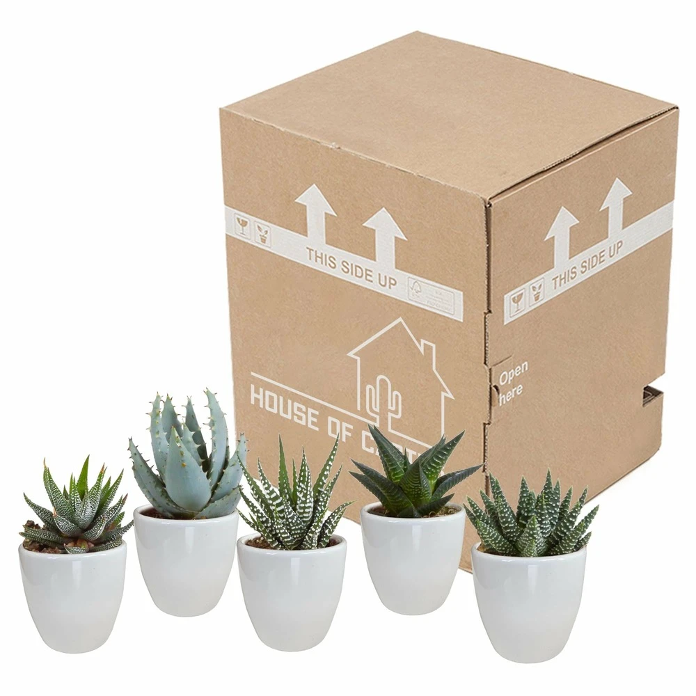 Gasteria, Haworthia Et Leurs Caches-pots Blancs, Box De 5 Plantes - H8cm, ø6cm - Plantes D'intérieur 5 Gasteria, Haworthia Et Leurs Caches-pots Blancs, Box De 5 Plantes - H8cm, ø6cm - Plantes D'intérieur – Image 3