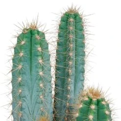 Pilosocereus Azureus Et Son Cache-pot Marron - H40cm, ø17cm - Plante D'intérieur 10 Pilosocereus Azureus Et Son Cache-pot Marron - H40cm, ø17cm - Plante D'intérieur -Terre et Verdure b23cc9a2439d2a8e