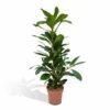 Ficus Cyathistipula - H80cm, ø21cm - Grande Plante D'intérieur -Terre et Verdure b4664265a93ec11d
