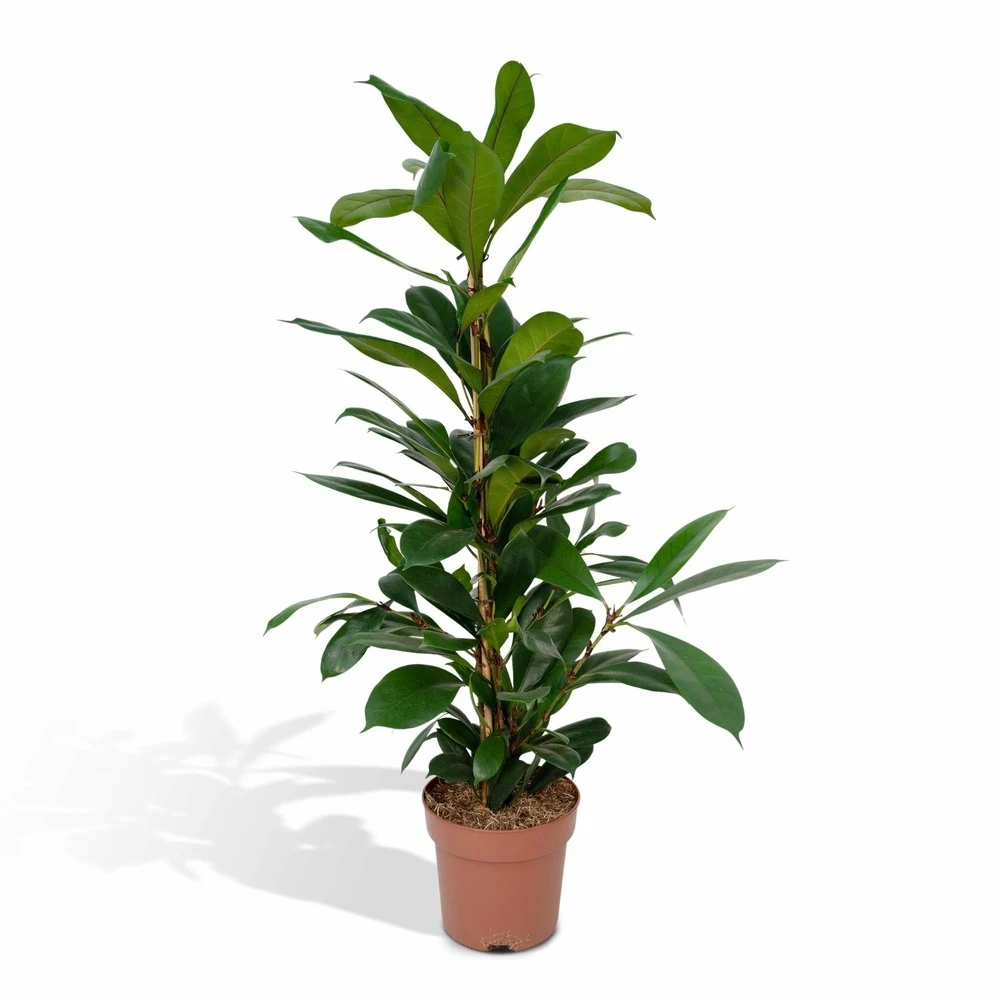 Ficus Cyathistipula - H80cm, ø21cm - Grande Plante D'intérieur 3 Ficus Cyathistipula - H80cm, ø21cm - Grande Plante D'intérieur