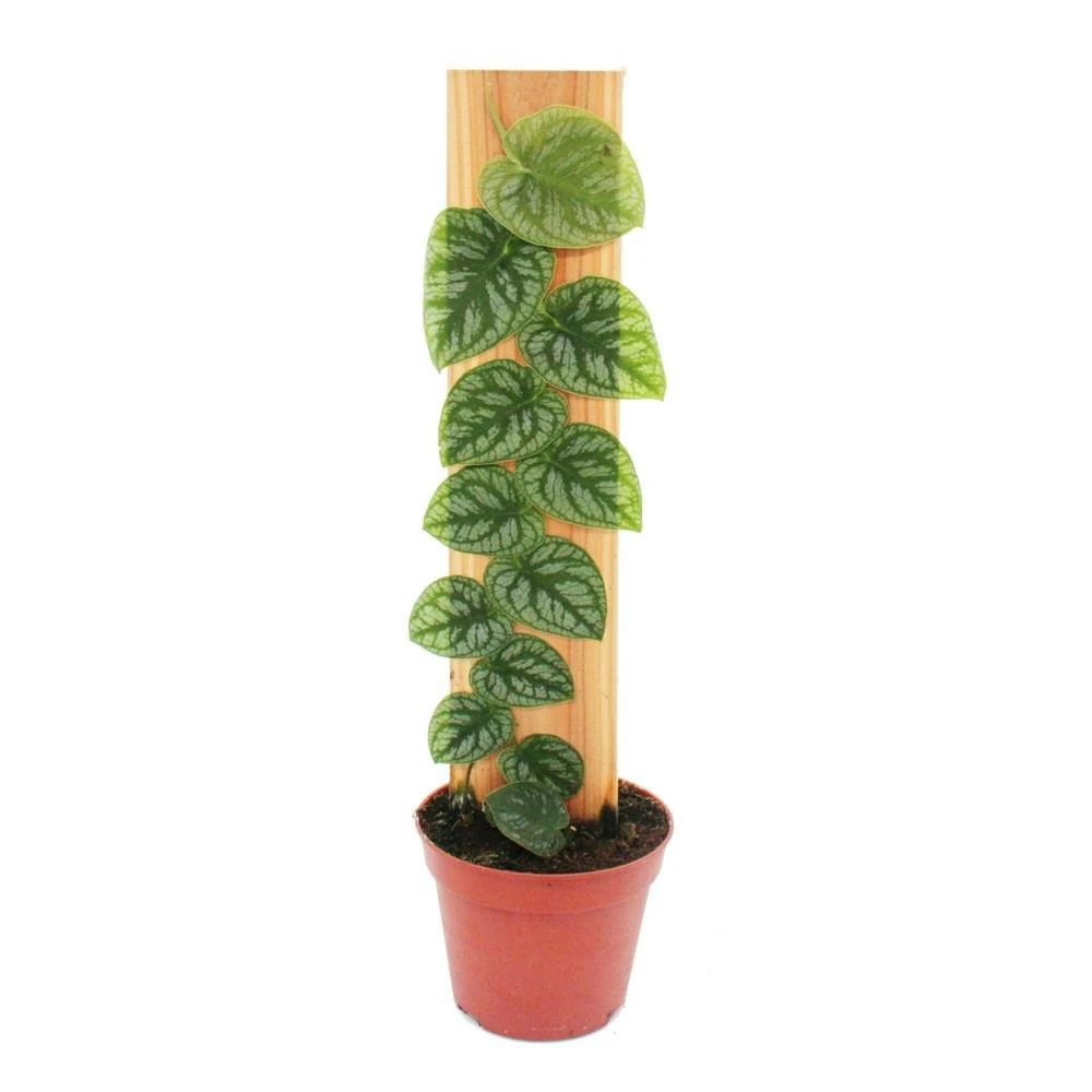 Monstera Dubia Sur Le Plateau - Rareté - Feuille De Fenêtre En Deux Dimensions - Pot De 14cm 3 Monstera Dubia Sur Le Plateau - Rareté - Feuille De Fenêtre En Deux Dimensions - Pot De 14cm
