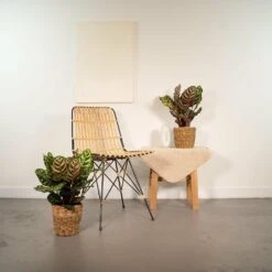 Calathea Makoyana Duo - Plantes D'intérieur -Terre et Verdure b5aa50c5323e11cc