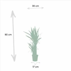 Yucca, Dracaena, Duo De Plantes - Plantes D'intérieur -Terre et Verdure b5d43c331a91073c