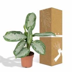 Aglaonema Silver Bay - H55cm, ø17cm - Plante D'intérieur -Terre et Verdure b5f3c26db9e6b948