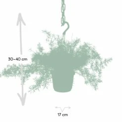 Asparagus Sprengeri Hang - H35cm, ø17cm - Plante D'intérieur Tombante -Terre et Verdure b63f0117f979571d