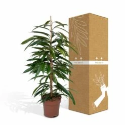 Ficus Amstel King - H100cm, ø21cm - Très Grande Plante D'intérieur -Terre et Verdure b65ad4a4798c5ea3