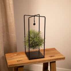 Tillandsia Et Son Support En Cube - H35cm, ø20cm - Plante D'intérieur Tombante 8 Tillandsia Et Son Support En Cube - H35cm, ø20cm - Plante D'intérieur Tombante -Terre et Verdure b6622f5dc9dfd9e9