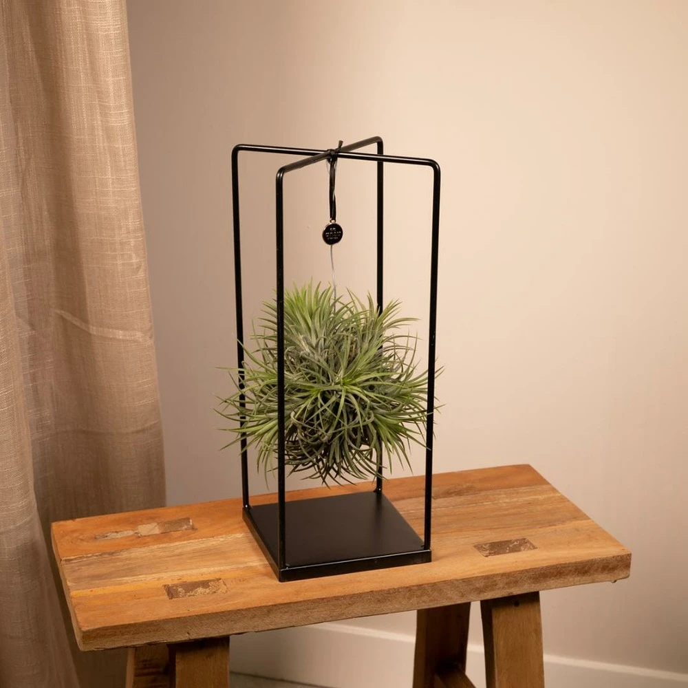 Tillandsia Et Son Support En Cube - H35cm, ø20cm - Plante D'intérieur Tombante 4 Tillandsia Et Son Support En Cube - H35cm, ø20cm - Plante D'intérieur Tombante – Image 2