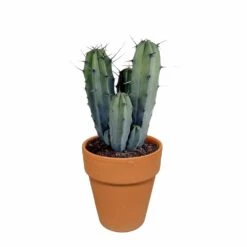 Myrtillocactus Et Son Cache-pot En Terracotta - H40cm, ø17cm - Plante D'intérieur -Terre et Verdure b6968ab3d045db57