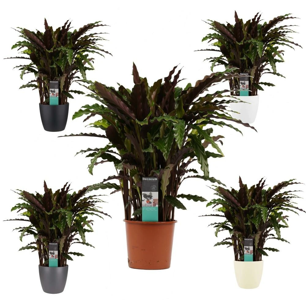 Plante D'ombrage Aux Feuilles Rouge-vert - Calathea Rufibarba Elgegrass - Pot De 17cm - Environ 65-70cm De Haut 3 Plante D'ombrage Aux Feuilles Rouge-vert - Calathea Rufibarba Elgegrass - Pot De 17cm - Environ 65-70cm De Haut