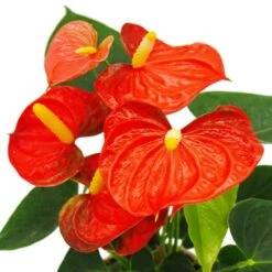 Fleur De Flamant Rose - Anthurium Andreanum - Anthurium - Pot 12cm - "orange Champion 7 Fleur De Flamant Rose - Anthurium Andreanum - Anthurium - Pot 12cm - "orange Champion -Terre et Verdure b7097dee7be0935f