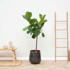 Ficus Lyrata Xl - H150cm, ø30cm - Très Grande Plante D'intérieur -Terre et Verdure b757af18d34b4e90