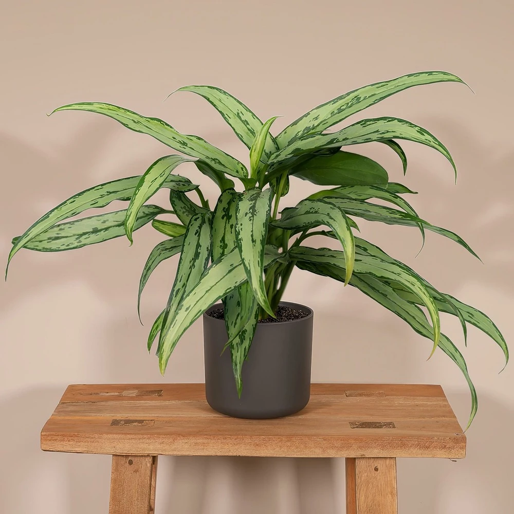 Aglaonema Cutlass - H30cm, ø12cm - Plante D'intérieur 4 Aglaonema Cutlass - H30cm, ø12cm - Plante D'intérieur – Image 2
