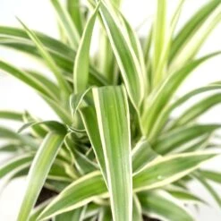 Chlorophytum - H25cm, ø12cm - Plante D'intérieur -Terre et Verdure b7f620c9978f9f23