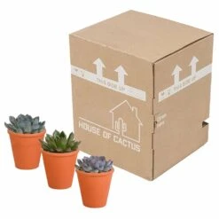 Echeveria Et Leurs Caches-pots Terracotta, Box De 3 Plantes - H12cm, ø9,5cm - Plantes D'intérieur 9 Echeveria Et Leurs Caches-pots Terracotta, Box De 3 Plantes - H12cm, ø9,5cm - Plantes D'intérieur -Terre et Verdure b844b44b7419e9dd