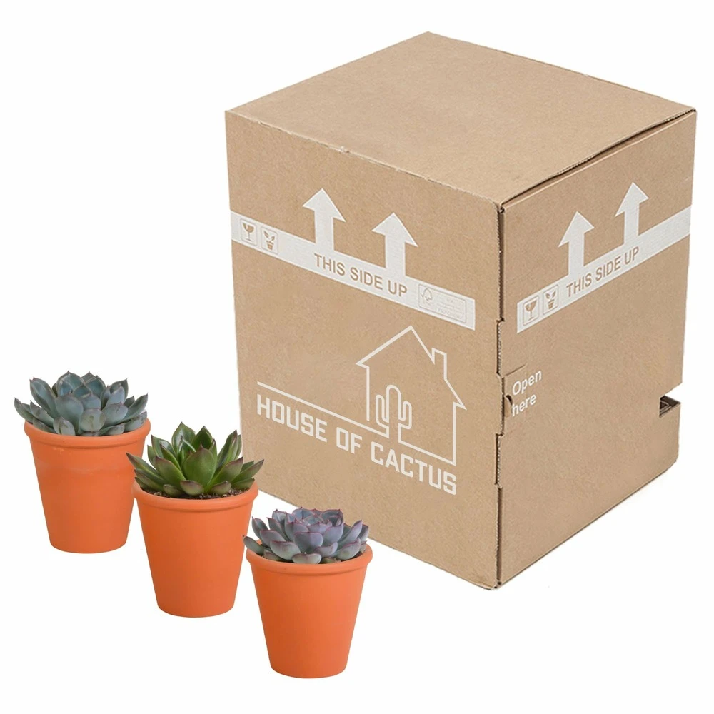 Echeveria Et Leurs Caches-pots Terracotta, Box De 3 Plantes - H12cm, ø9,5cm - Plantes D'intérieur 5 Echeveria Et Leurs Caches-pots Terracotta, Box De 3 Plantes - H12cm, ø9,5cm - Plantes D'intérieur – Image 3