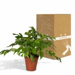 Monstera Minima - H25cm, ø15cm - Plante D'intérieur 11 Monstera Minima - H25cm, ø15cm - Plante D'intérieur -Terre et Verdure b8c87ee92749a24b