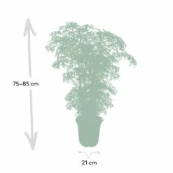 Polyscias Fruticosa - H75cm, ø21cm - Grande Plante D'intérieur -Terre et Verdure b9798b8f80726a4a