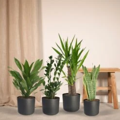Box Facile D'entretien X4 - Plantes D'intérieur Facile D'entretien -Terre et Verdure b9ee8fcb723cf721