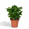 Caféier Arabica - H25cm, ø12cm - Plante D'intérieur -Terre et Verdure b9f359480869dc90