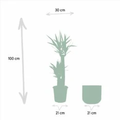 Yucca Xl Et Son Cache-pot Marron - H100cm, ø21cm - Très Grande Plante D'intérieur -Terre et Verdure ba2b6476fdfd2626