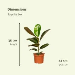 Box Suprise X6 - Plantes D'intérieur 9 Box Suprise X6 - Plantes D'intérieur -Terre et Verdure bb903151827f8d7f