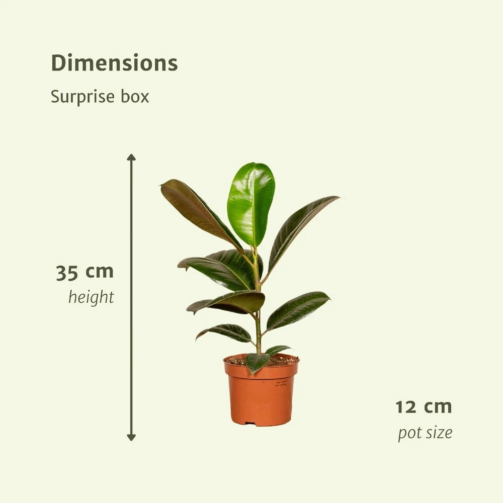 Box Suprise X6 - Plantes D'intérieur 5 Box Suprise X6 - Plantes D'intérieur – Image 3