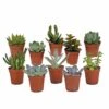 Succulentes, Box De 10 Plantes - H13cm, ø5,5cm - Plantes D'intérieur -Terre et Verdure bbddecabd404f6d0