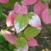 Actinidia Kolomikta - Actinidia Kolomikta 3l -Terre et Verdure bc87ba047bcb9525