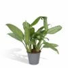 Aglaonema Christina - H30cm, ø12cm - Plante D'intérieur -Terre et Verdure bd756058d37b3c54