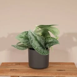 Pothos Scindapsus Pictus Epipremnum - H15cm, ø12cm - Plante D'intérieur Tombante -Terre et Verdure bd97d4d7fba8e0dc