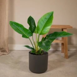 Philodendron Imperial Green - H65cm - ø19cm - Plante D'intérieur -Terre et Verdure bf4291338a157f0d