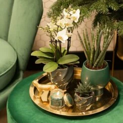 Haworthia Limifolia - ø6cm - H11cm, ø6cm - Plante D'intérieur 9 Haworthia Limifolia - ø6cm - H11cm, ø6cm - Plante D'intérieur -Terre et Verdure bf7305019d958c28