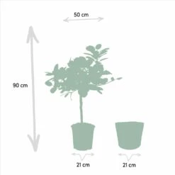 Ficus Elastica Melany, Ficus Benghalensis Audrey Et Leurs Paniers Noirs, Duo De Plantes - Grandes Plantes D'intérieur 10 Ficus Elastica Melany, Ficus Benghalensis Audrey Et Leurs Paniers Noirs, Duo De Plantes - Grandes Plantes D'intérieur -Terre et Verdure bfc6aa07fa1f577d