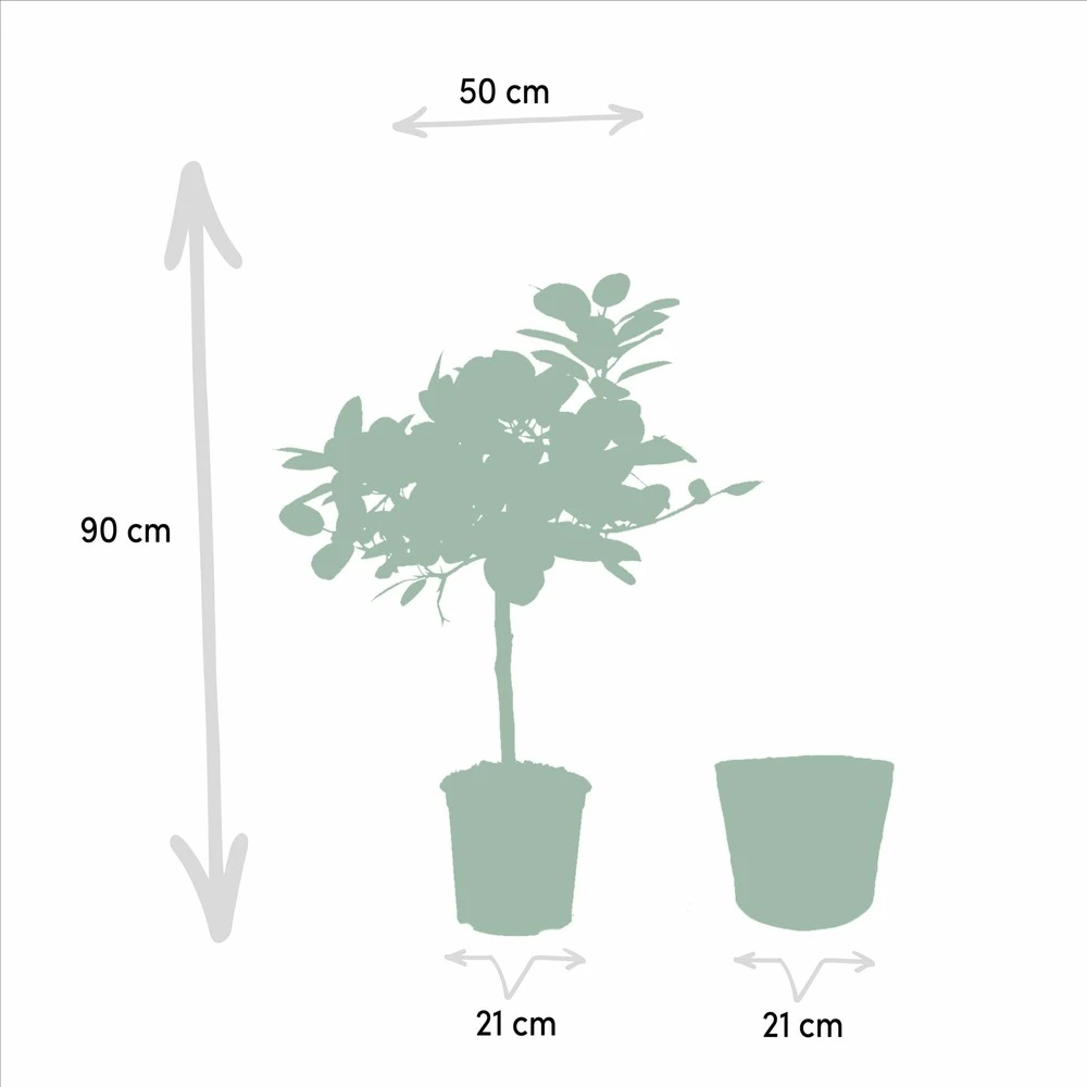 Ficus Elastica Melany, Ficus Benghalensis Audrey Et Leurs Paniers Noirs, Duo De Plantes - Grandes Plantes D'intérieur 6 Ficus Elastica Melany, Ficus Benghalensis Audrey Et Leurs Paniers Noirs, Duo De Plantes - Grandes Plantes D'intérieur – Image 4