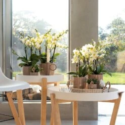 Orchidée Blanche Phalaenopsis - H35cm, ø9cm - Plante D'intérieur Fleurie -Terre et Verdure c19826a6e8b4bd2c