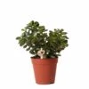Crassula - H18cm, ø9cm - Plante D'intérieur 1 Crassula - H18cm, ø9cm - Plante D'intérieur -Terre et Verdure c2b5861801bfe887