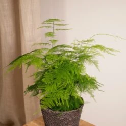 Asparagus Plumosus - H35cm, ø12cm - Plante D'intérieur -Terre et Verdure c301af96bda26c03