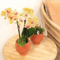 Orchidée Orange Phalaenopsis - H35cm, ø9cm - Plante D'intérieur Fleurie -Terre et Verdure c3575bfd74a33c8f