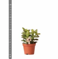 Crassula - H11cm, ø6cm - Plante D'intérieur -Terre et Verdure c4e1906cdfe0566b