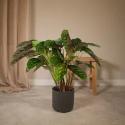 Calathea Flamestar - H75cm, ø19cm - Grande Plante D'intérieur -Terre et Verdure c5a868311412a2aa