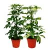 Strahlenaralie Duo - Schefflera - Blanc-vert Feuillu - Pot De 12cm - 2 Plantes -Terre et Verdure c603981aa92cbd46