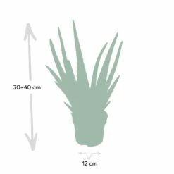Aloe Vera - H30cm, ø12cm - Plante D'intérieur Succulente 11 Aloe Vera - H30cm, ø12cm - Plante D'intérieur Succulente -Terre et Verdure c62c5fdd3bcbbb2c