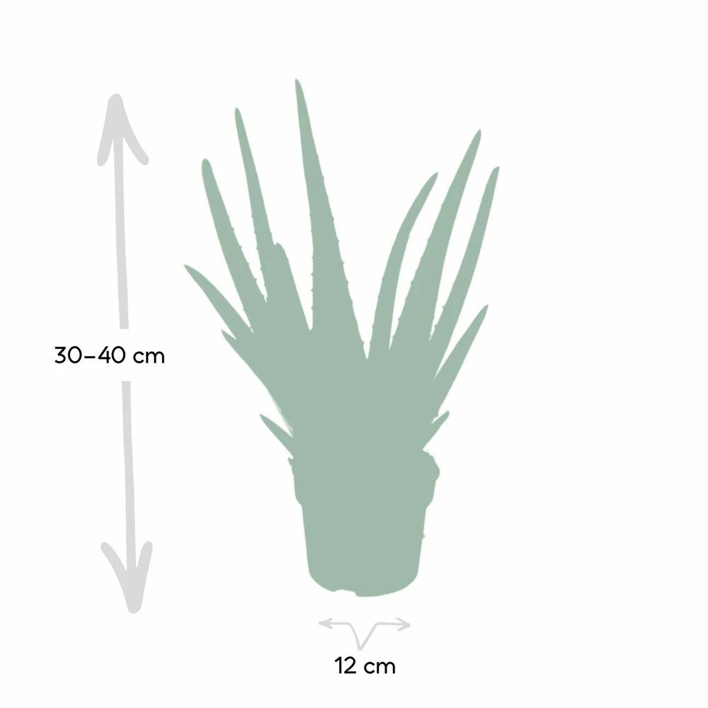 Aloe Vera - H30cm, ø12cm - Plante D'intérieur Succulente 7 Aloe Vera - H30cm, ø12cm - Plante D'intérieur Succulente – Image 5