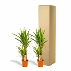 Yucca X2 - H90cm, ø17cm - Grandes Plantes D'intérieur -Terre et Verdure c6d5abe3bceca92c