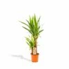 Yucca - H90cm, ø17cm - Grande Plante D'intérieur -Terre et Verdure c70b8df5a53f0d1c