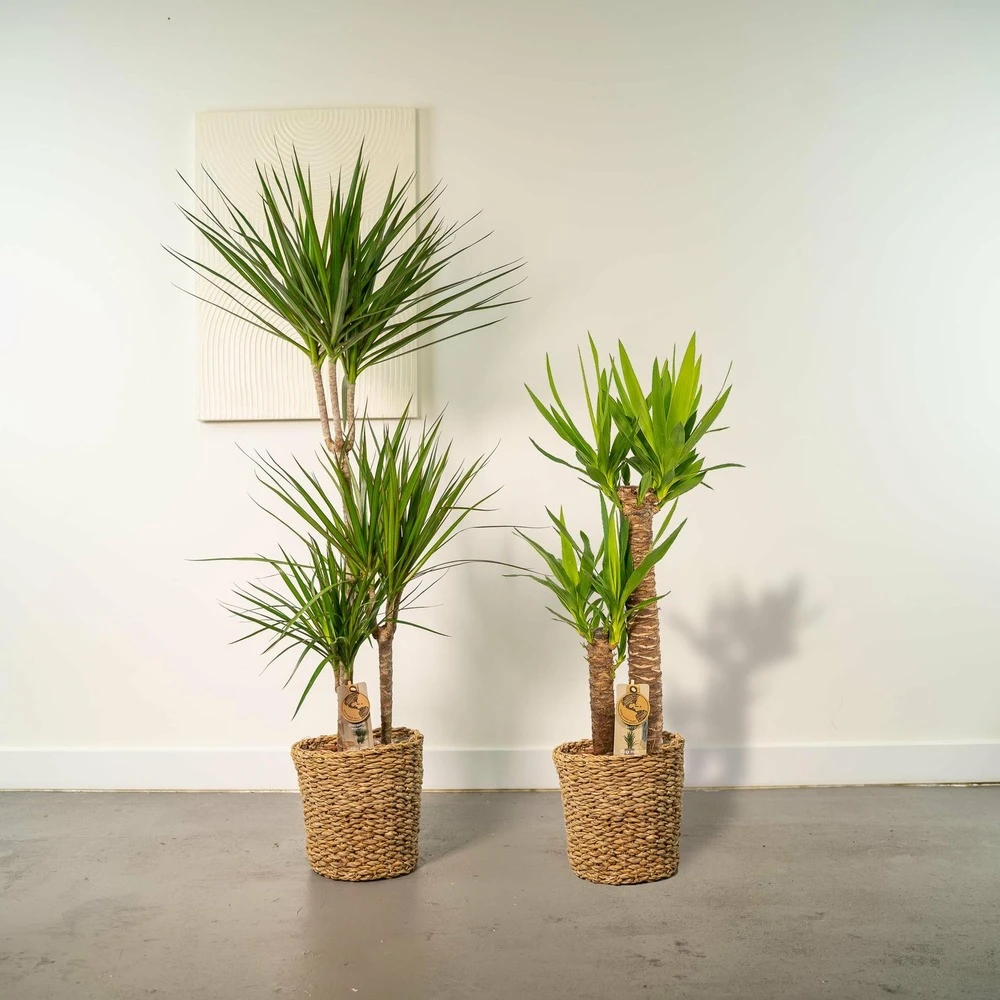 Yucca, Dracaena, Duo De Plantes - Grandes Plantes D'intérieur 4 Yucca, Dracaena, Duo De Plantes - Grandes Plantes D'intérieur – Image 2