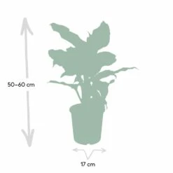 Dieffenbachia Mars - H50cm, ø17cm - Plante D'intérieur -Terre et Verdure c92ae8542ee218cd