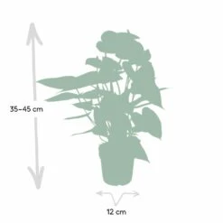 Anthurium Rouge - H40cm, ø12cm - Plante D'intérieur 10 Anthurium Rouge - H40cm, ø12cm - Plante D'intérieur -Terre et Verdure c9996e5be3d5689d